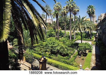 Palm Trees In Courtyard Of Alcazar View Large Photo Image Stock Photo - Palm Trees In Courtyard Of Alcazar. Fotosearch