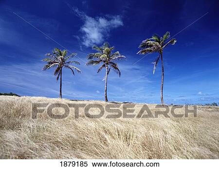 Palm Trees In Field View Large Photo Image Stock Photography - Palm Trees In Field. Fotosearch