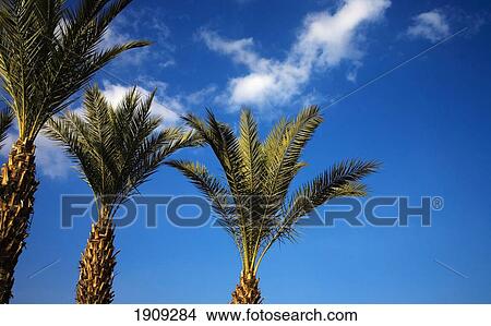 Palm Trees In Mellah Area, Marrakesh, Morocco View Large Photo Image Picture - Palm Trees In Mellah Area, Marrakesh, Morocco. Fotosearch