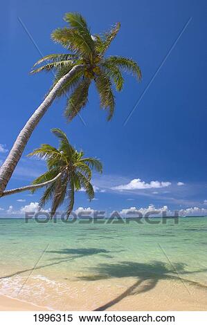 Palm Trees Lean And Cast Shadow On Beach, Turquoise Ocean, Dramatic Sky View Large Photo Image Stock Photography - Palm Trees Lean And Cast Shadow On Beach, Turquoise Ocean, Dramatic Sky. Fotosearch