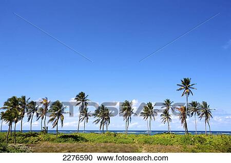 Stock Image - Palm trees line Nisbit Beach; Nevis Island, West Indies. Fotosearch