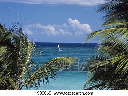Stock Image - Palm Trees Near Sea At Diani Beach, Kenya. Fotosearch