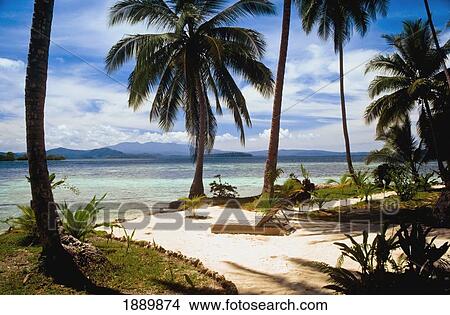 Picture - Palm Trees Of Uepi Dive Resort At Marovo Lagoon. Fotosearch