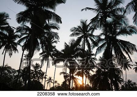 Palm trees on Anjuna Beach at sunset, Goa State, India, Asia. View Large Photo Image Stock Photo - Palm trees on Anjuna Beach at sunset, Goa State, India, Asia.. Fotosearch