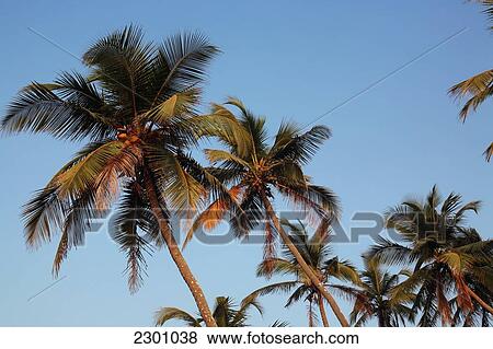 Stock Photo - Palm trees on Anjuna Beach at sunset, Goa State, India, Asia.. Fotosearch