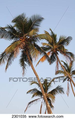 Palm trees on Anjuna Beach at sunset, Goa State, India, Asia. View Large Photo Image Stock Photography - Palm trees on Anjuna Beach at sunset, Goa State, India, Asia.. Fotosearch