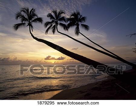 Stock Photography - Palm Trees On Beach At Sunset. Fotosearch