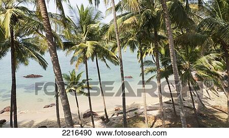 Stock Image - Palm Trees On Beach, Cola Beach, Goa, India. Fotosearch