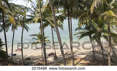 Stock Photo - Palm Trees On Beach, Cola Beach, Goa, India. Fotosearch
