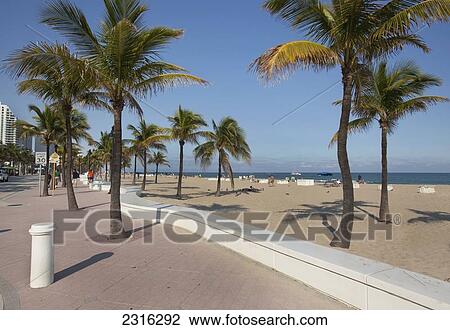 Palm Trees On Beach; Fort Lauderdale Florida Usa View Large Photo Image Stock Image - Palm Trees On Beach; Fort Lauderdale Florida Usa. Fotosearch