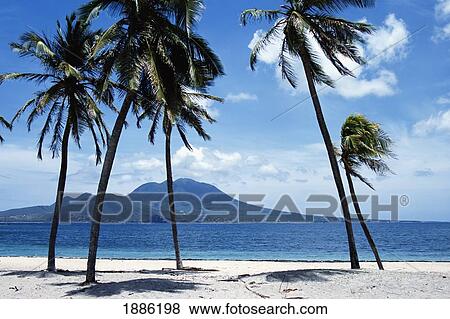 Palm Trees On Beach In South Friar's Bay View Large Photo Image Stock Photo - Palm Trees On Beach In South Friar's Bay. Fotosearch