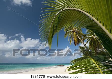 Palm Trees On Beach Near Oistins, Barbados; Barbados View Large Photo Image Stock Photograph - Palm Trees On Beach Near Oistins, Barbados; Barbados. Fotosearch