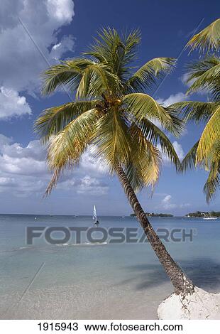 Palm Trees On Beach View Large Photo Image Stock Image - Palm Trees On Beach. Fotosearch