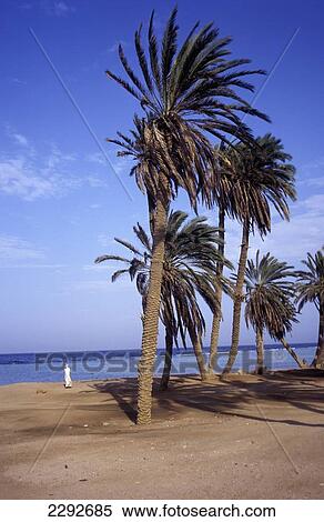Stock Photography - Palm Trees On Beach. Fotosearch