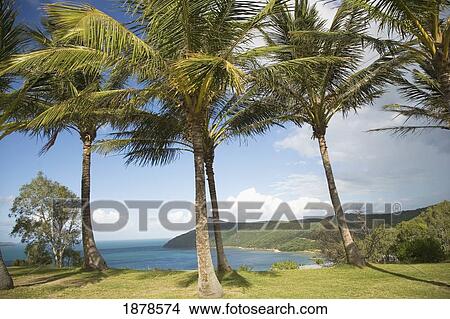 Palm Trees On Grass And Island Coastline View Large Photo Image Picture - Palm Trees On Grass And Island Coastline. Fotosearch