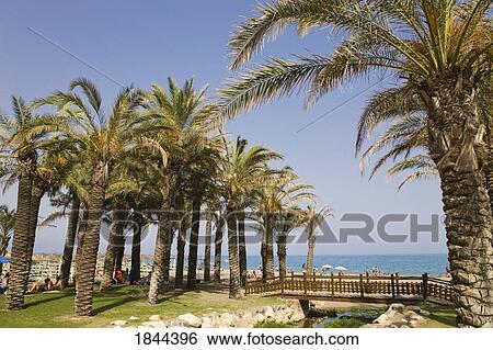 Palm Trees On Playamar Beach; Torremolinos, Malaga Province, Costa Del Sol, Spain View Large Photo Image Stock Photograph - Palm Trees On Playamar Beach; Torremolinos, Malaga Province, Costa Del Sol, Spain. Fotosearch