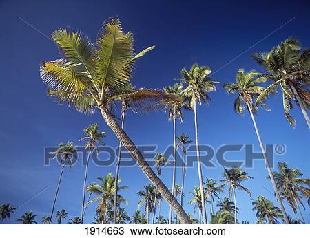 Stock Image - Palm Trees On The East Coast. Fotosearch