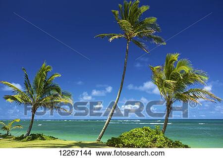 Palm trees on the edge of turquoise water, Kauai Coastal Bike Path; Kauai, Hawaii, United States of America View Large Photo Image Picture - Palm trees on the edge of turquoise water, Kauai Coastal Bike Path; Kauai, Hawaii, United States of America. Fotosearch