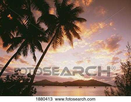 Stock Image - Palm Trees On Tropical Beach At Sunset, Nanuya Lai Lai. Fotosearch