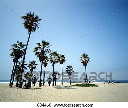 Palm Trees On Venice Beach View Large Photo Image Stock Photo - Palm Trees On Venice Beach. Fotosearch