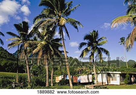 Stock Image - Palm Trees Outside Village House. Fotosearch