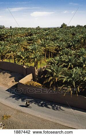 Stock Image - Palm Trees Seen From Arg-E-Bam. Fotosearch