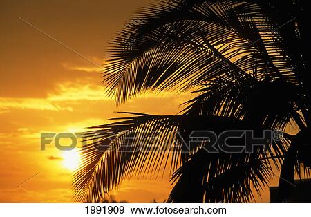 Stock Photo - Palm Trees Silhouette With Sunset, Orange Sky And Clouds In Background. Fotosearch