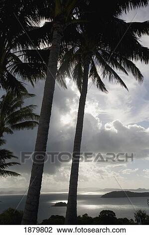 Palm Trees Silhouetted Against Dark Cloudy Sky View Large Photo Image Stock Image - Palm Trees Silhouetted Against Dark Cloudy Sky. Fotosearch