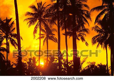 Stock Photo - Palm Trees Silhouetted In Bright Orange Sky, Sunset. Fotosearch