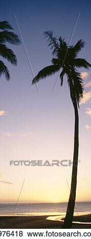 Stock Photo - Palm Trees Silhouetted On Beach At Sunset; Fiji. Fotosearch