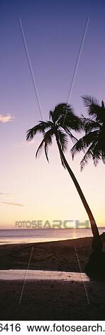 Stock Photograph - Palm Trees Silhouetted On Beach At Sunset; Fiji. Fotosearch