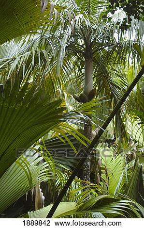 Palm Trees View Large Photo Image Stock Image - Palm Trees. Fotosearch
