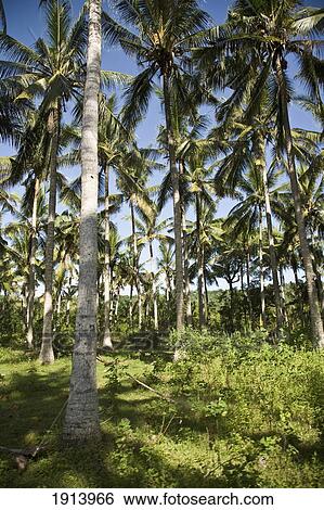 Stock Photograph - Palm Trees. Fotosearch