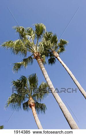 Palm Trees View Large Photo Image Stock Photography - Palm Trees. Fotosearch