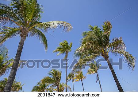 Palm Trees With Blue Sky; Fort Lauderdale, Florida, Usa View Large Photo Image Stock Photo - Palm Trees With Blue Sky; Fort Lauderdale, Florida, Usa. Fotosearch