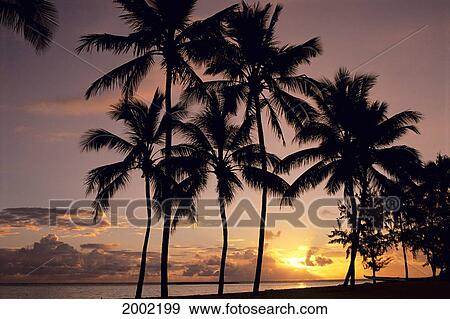 Palms Silhouetted At Sunset Along Ocean, Pink Puffy Clouds On Horizon View Large Photo Image Stock Photo - Palms Silhouetted At Sunset Along Ocean, Pink Puffy Clouds On Horizon. Fotosearch