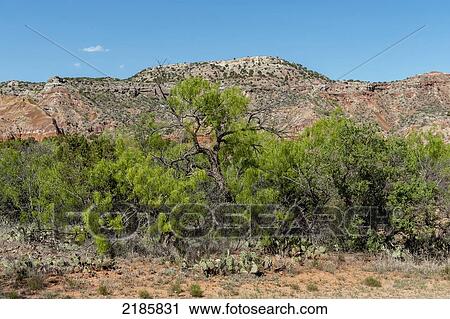 Stock Image - Palo Duro Canyon State Park, The Second Largest In Usa, Texas. Fotosearch