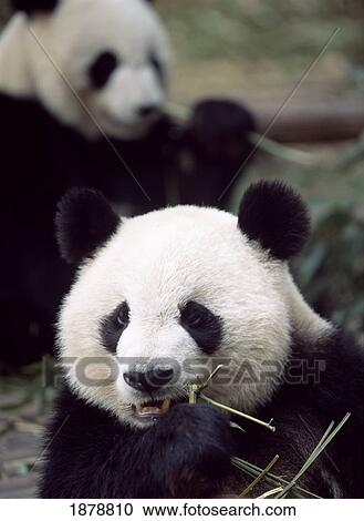 Stock Image - Pandas Eating Bamboo. Fotosearch