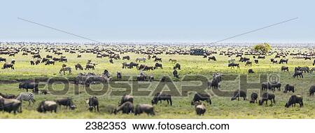 Panorama of the wildebeest migration, Serengeti National Park; Tanzania View Large Photo Image Stock Image - Panorama of the wildebeest migration, Serengeti National Park; Tanzania. Fotosearch