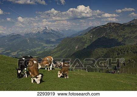Panoramic mountain view from the Kitzb View Large Photo Image Stock Photo - Panoramic mountain view from the Kitzb. Fotosearch