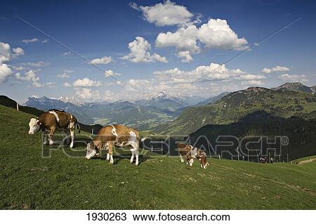 Stock Image - Panoramic mountain view from the KitzbÃƒâ€¦Ã‚Â¸heler Horn. KitzbÃƒâ€¦Ã‚Â¸hel. Kitzbuehel. Tyrol. Austria.. Fotosearch