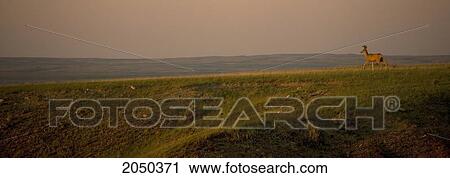 Stock Image - Panoramic Of Mule Deer On 70 Mile Butte, Grasslands National Park, Saskatchewan. Fotosearch