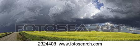 Panoramic of storm clouds gather over a sunlit canola field and country road; Alberta, Canada View Large Photo Image Stock Photo - Panoramic of storm clouds gather over a sunlit canola field and country road; Alberta, Canada. Fotosearch