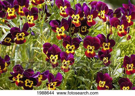 Picture - Pansy Violets In Butchart Gardens, Victoria, British Columbia, Canada. Fotosearch