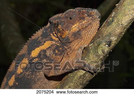 Panther Chameleon (Furcifer Pardalis), Marozevo, Toamasina Province, Madagascar View Large Photo Image Picture - Panther Chameleon (Furcifer Pardalis), Marozevo, Toamasina Province, Madagascar. Fotosearch