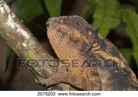 Stock Image - Panther Chameleon (Furcifer Pardalis), Marozevo, Toamasina Province, Madagascar. Fotosearch