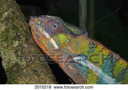 Stock Photo - Panther Chameleon (Furcifer Pardalis), Marozevo, Toamasina Province, Madagascar. Fotosearch