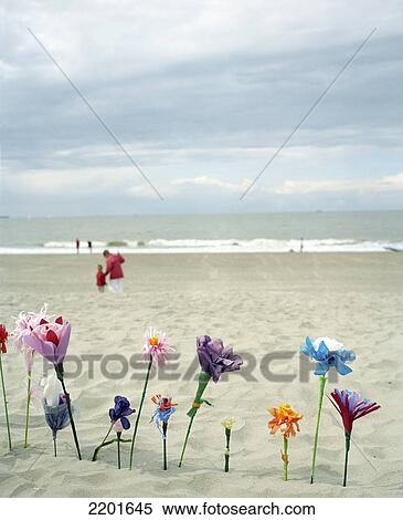 Paper flowers made by children on the beach of Duinberg. The children exchange their flowers for sea shells. Ostende, Belgium. View Large Photo Image Stock Photography - Paper flowers made by children on the beach of Duinberg. The children exchange their flowers for sea shells. Ostende, Belgium.. Fotosearch