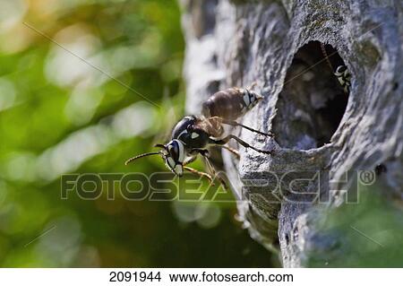 Paper Wasp Flying Out Of It's Hive; Saskatchewan Canada View Large Photo Image Picture - Paper Wasp Flying Out Of It's Hive; Saskatchewan Canada. Fotosearch