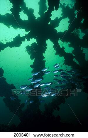 Papua New Guinea, Bigeye Trevally (Caranx Sexfasciatus) Swim Through Ship Wreck, Green Ocean View Large Photo Image Stock Image - Papua New Guinea, Bigeye Trevally (Caranx Sexfasciatus) Swim Through Ship Wreck, Green Ocean. Fotosearch